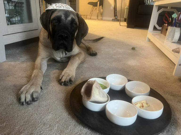 A Seder Plate For Your Dog