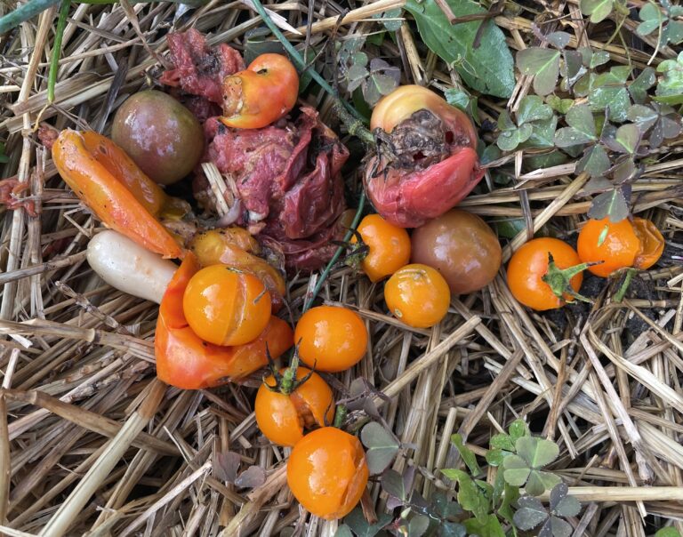 Learning Teshuvah from Rotting Tomatoes
